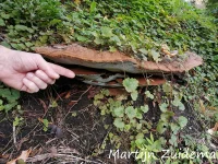 Platte tonderzwam [Ganoderma applanatum]